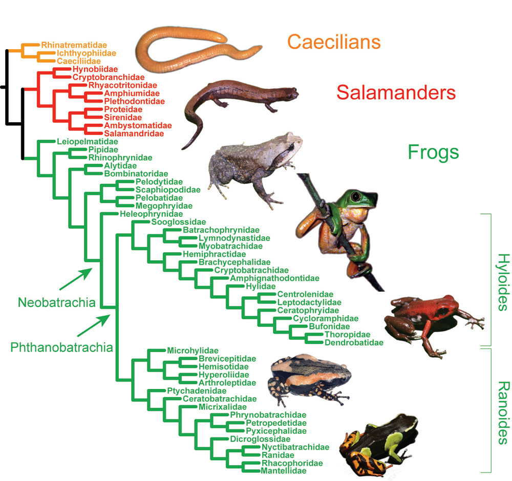 amphibian life tree